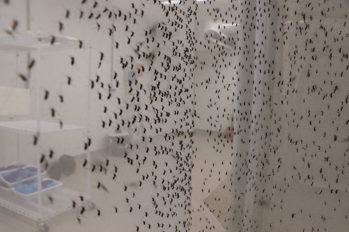 Image shows many adult mosquitoes inside an insect rearing cage. Image shows many adult mosquitoes inside an insect rearing cage.