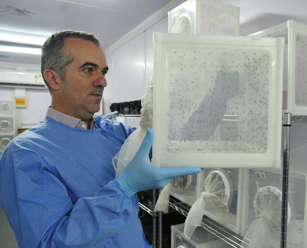 Luciano Moreira, project lead of the World Mosquito Program in Brazil, has been working with Wolbachia-infected mosquitoes for over a decade. He wears a laboratory coat and holds a mosquito rearing cage. Luciano Moreira, project lead of the World Mosquito Program in Brazil, has been working with Wolbachia-infected mosquitoes for over a decade. He wears a laboratory coat and holds a mosquito rearing cage.