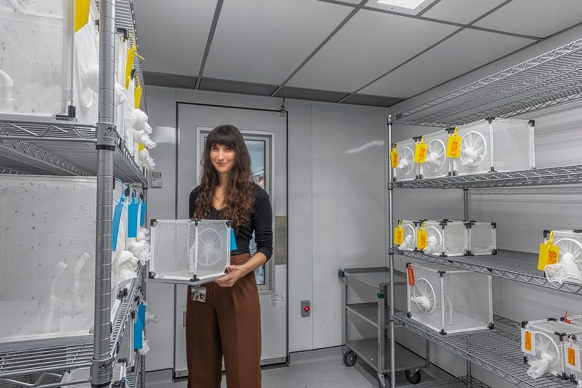 A picture of a woman with long brown hair wearing a black shirt and brown pants holds a mesh cube with mosquitoes in her hands. A picture of a woman with long brown hair wearing a black shirt and brown pants holds a mesh cube with mosquitoes in her hands.