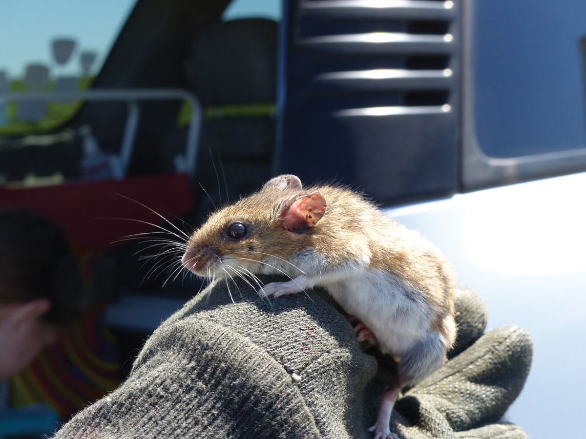 a gloved hand holds a brown mouse with a white underside. a gloved hand holds a brown mouse with a white underside.