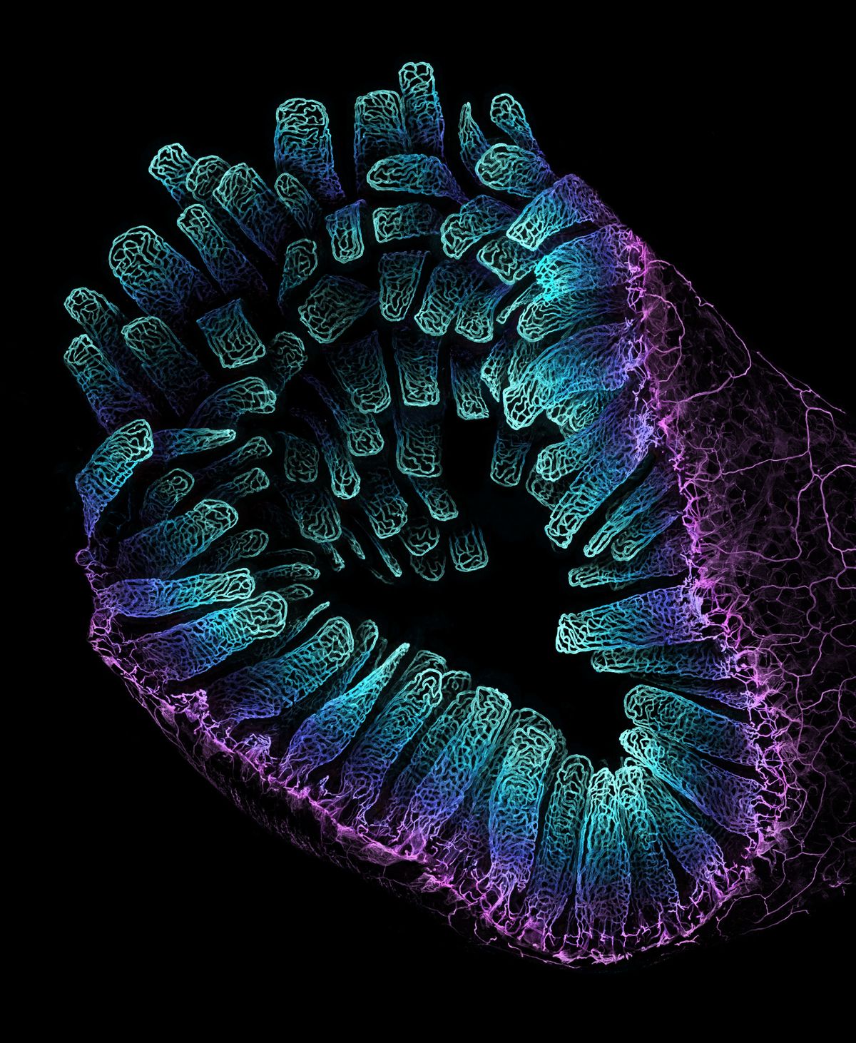 purple and blue gradient showing intestinal blood vessel network purple and blue gradient showing intestinal blood vessel network