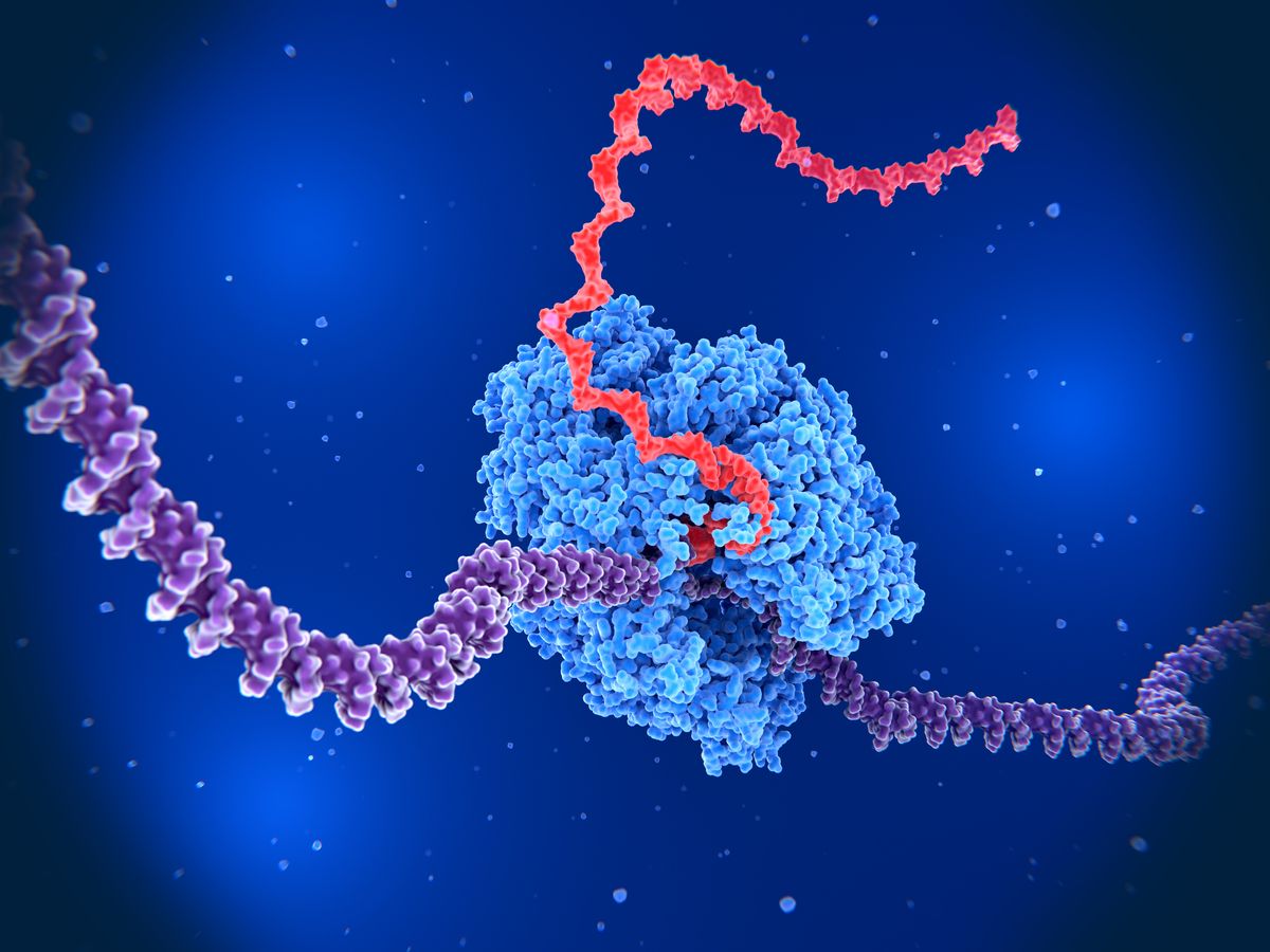 A 3D illustration of RNA polymerase II transcribing a messenger RNA molecule A 3D illustration of RNA polymerase II transcribing a messenger RNA molecule