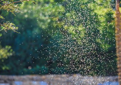 invasion of the mosquitoes
