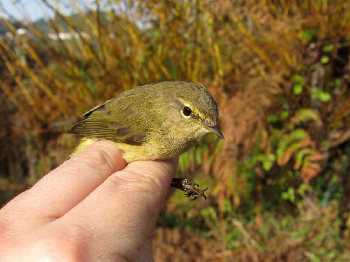 Willow warbler (Phylloscopus trochilus) atop human fingers with bushes in the background. Willow warbler (Phylloscopus trochilus) atop human fingers with bushes in the background.