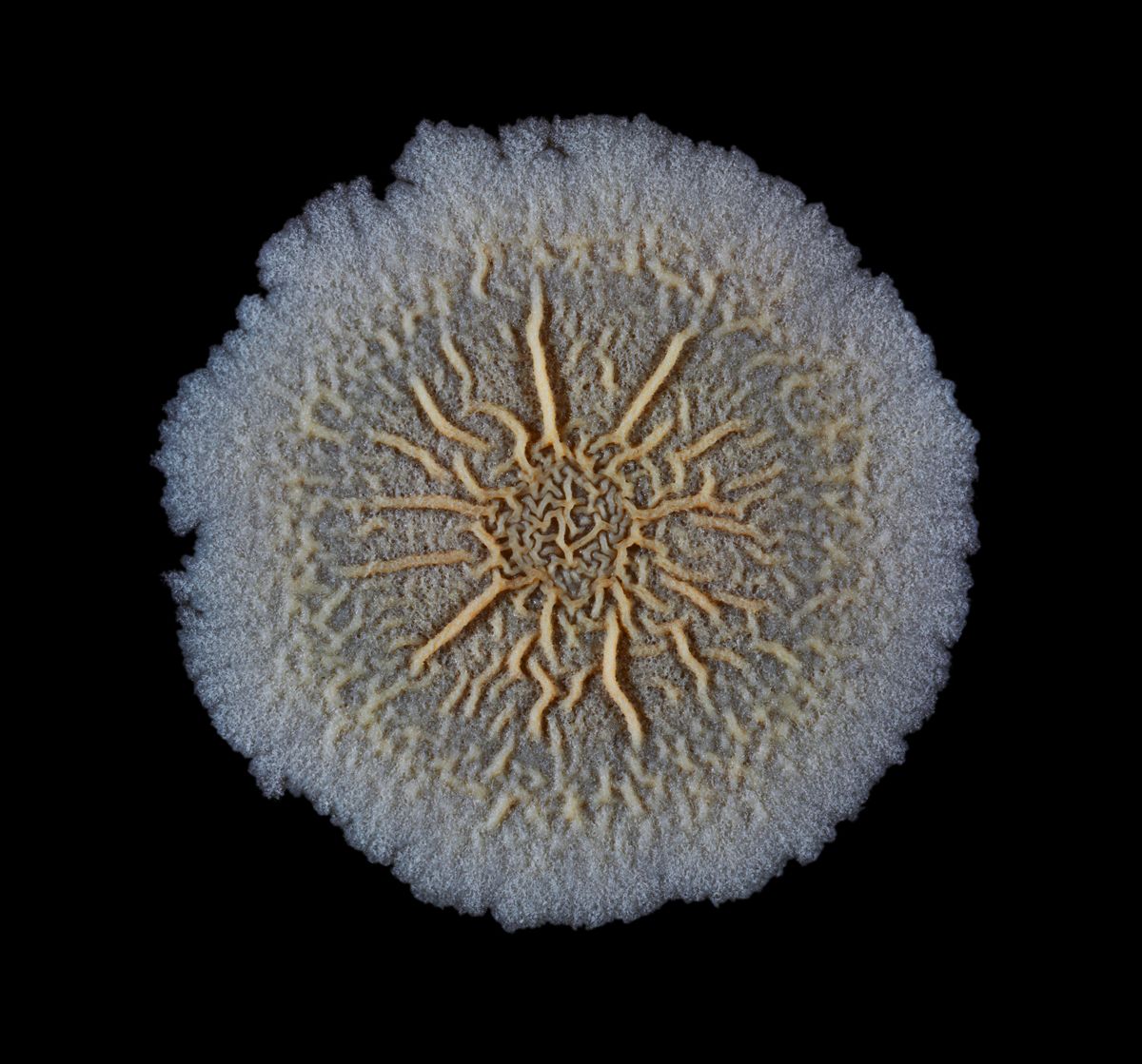 Image of Bacillus subtilis colony biofilm against a black background. Image of Bacillus subtilis colony biofilm against a black background.