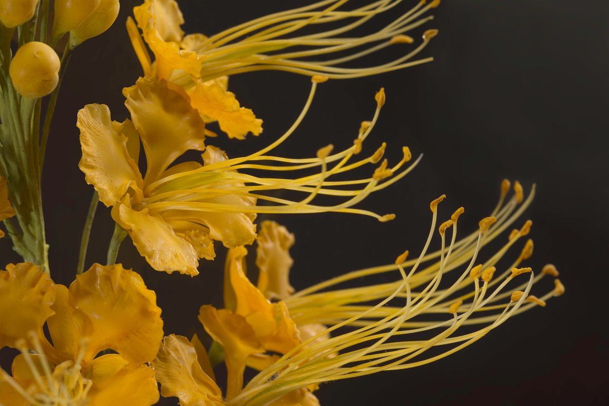 Glass-blown and sculpted model of the flowering Pride of Barbados, or peacock flower (<em>Caesalpinia pulcherrima</em>) Glass-blown and sculpted model of the flowering Pride of Barbados, or peacock flower (<em>Caesalpinia pulcherrima</em>)
