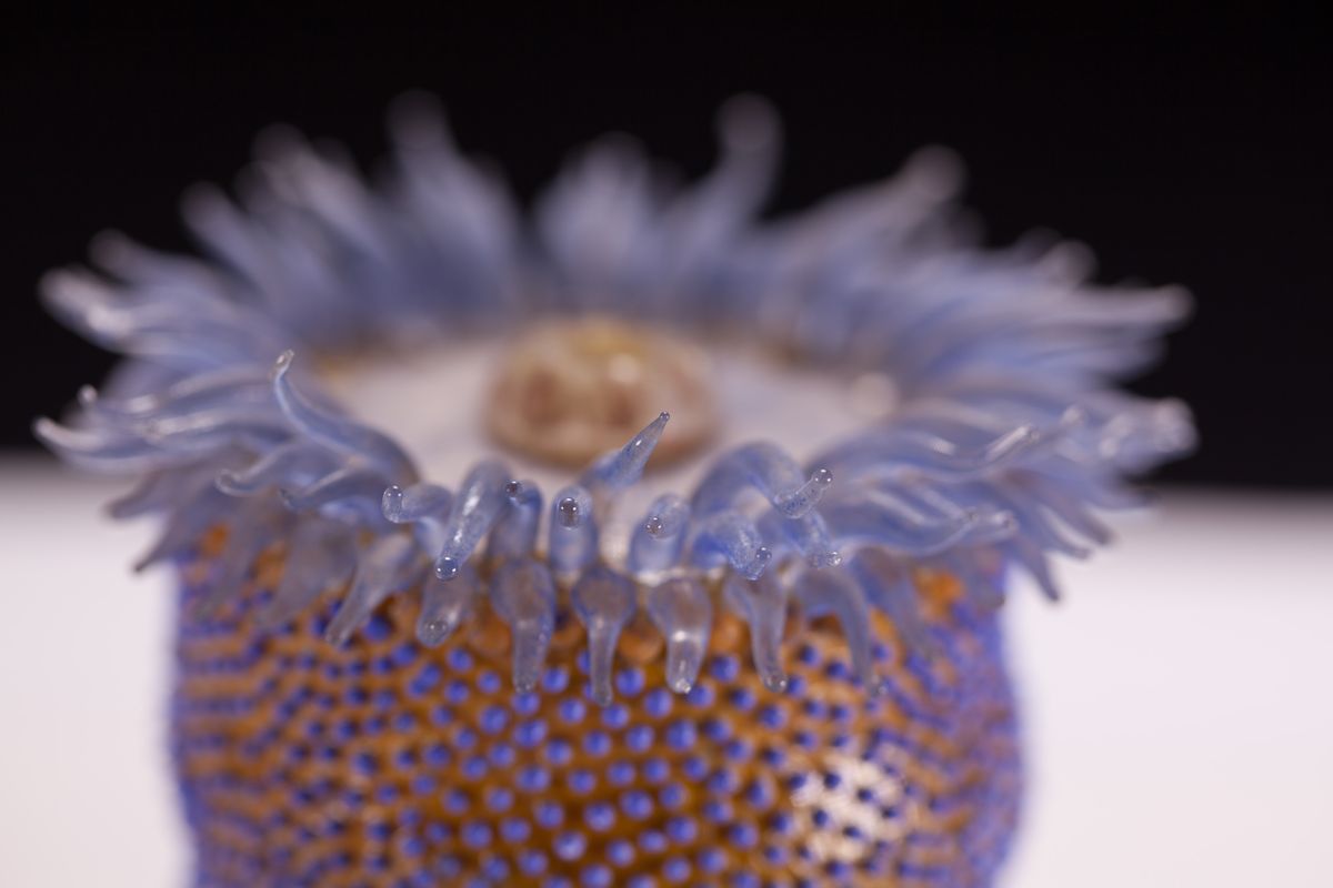 Glass-blown and sculpted model of the sea anemone (<em>Phymactis florida</em>) Glass-blown and sculpted model of the sea anemone (<em>Phymactis florida</em>)
