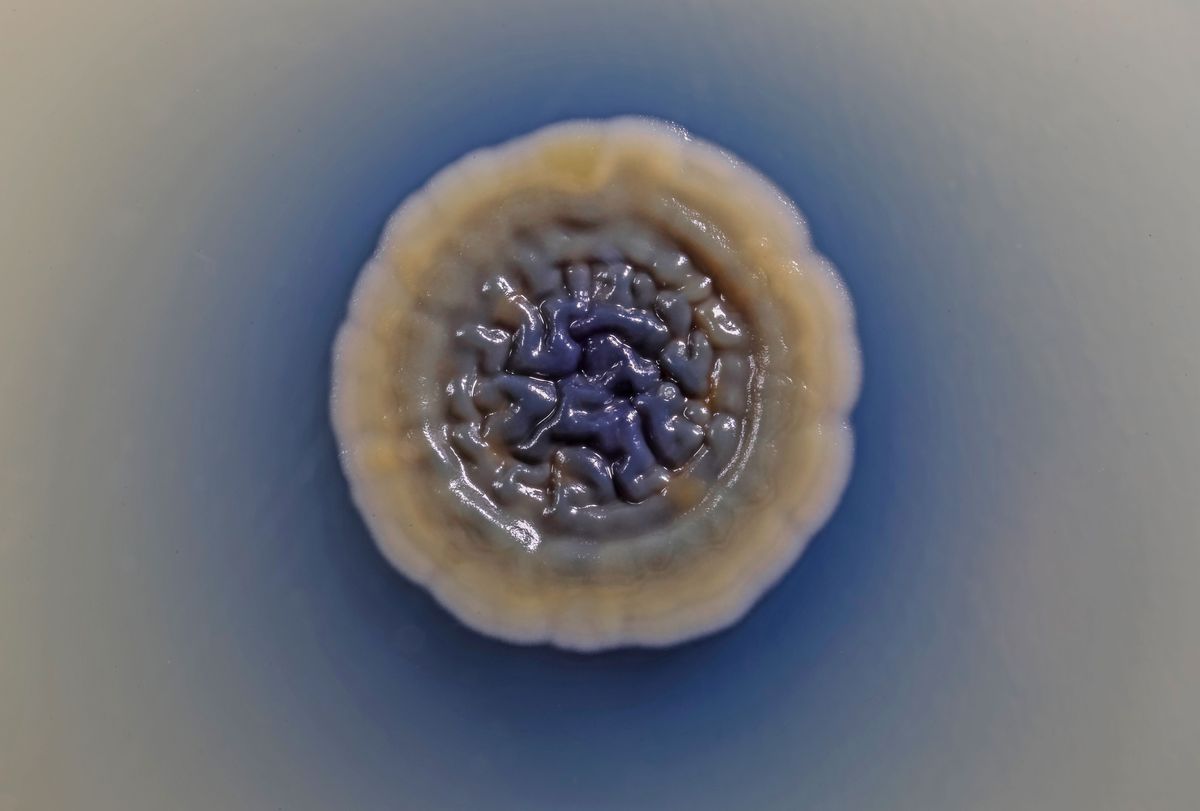 Image of a Streptomyces colony (white) producing the blue antibiotic actinorhodin, which seeps into the surrounding media. Image of a Streptomyces colony (white) producing the blue antibiotic actinorhodin, which seeps into the surrounding media.