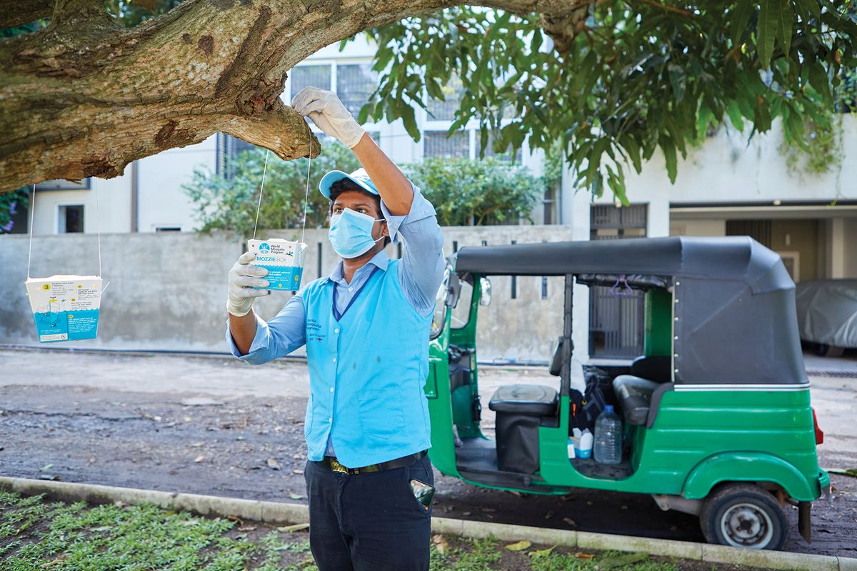 A man is releasing Wolbachia-infected mosquitoes. A man is releasing Wolbachia-infected mosquitoes.