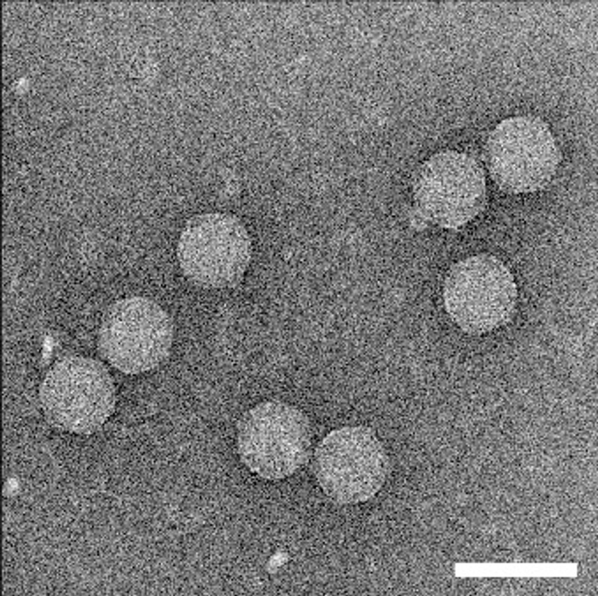 Microscope image of tailless phages. Microscope image of tailless phages.