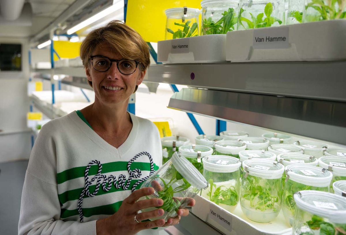 Image of Katrijn Van Laere holding a chicory plant. Image of Katrijn Van Laere holding a chicory plant.