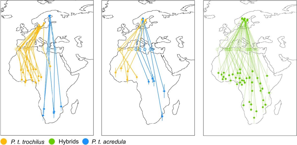 Migratory routes of willow warbler (Phylloscopus trochilus) between Europe and Africa. Migratory routes of willow warbler (Phylloscopus trochilus) between Europe and Africa.