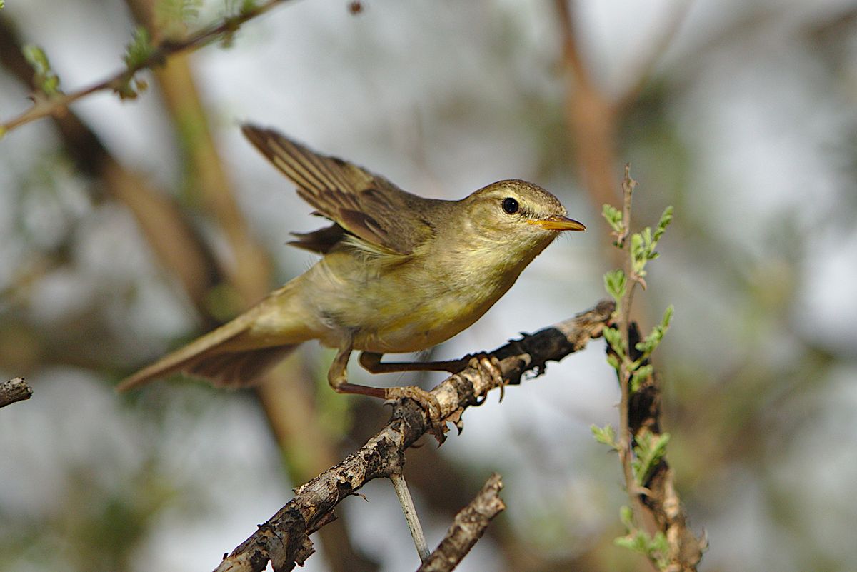 Willow warbler (Phylloscopus trochilus) perched on a branch with its wings extended. Willow warbler (Phylloscopus trochilus) perched on a branch with its wings extended.