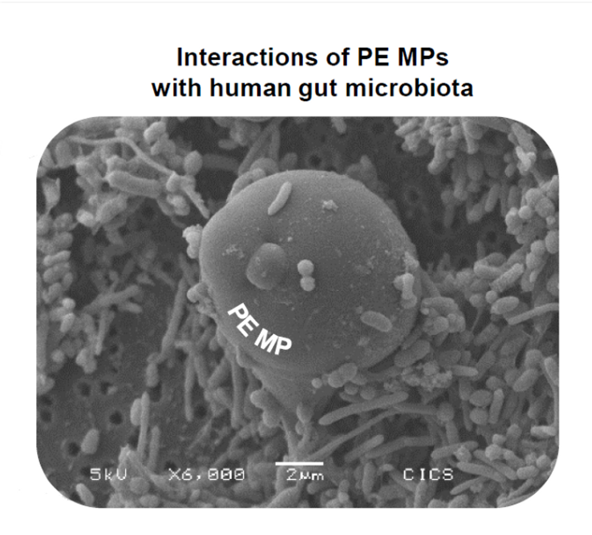Electron microscope image of human gut microbes interacting with a plastic polyethylene microparticle. Electron microscope image of human gut microbes interacting with a plastic polyethylene microparticle.