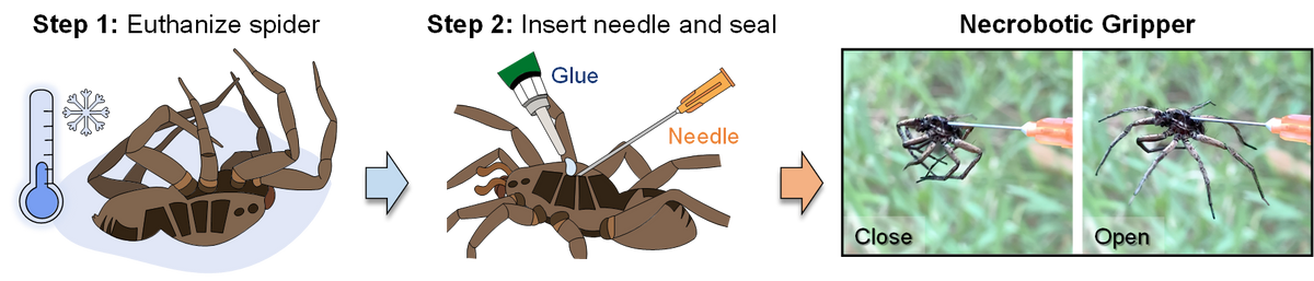 Image shows the process followed by researchers to use a dead spider as a gripper. Image shows the process followed by researchers to use a dead spider as a gripper.