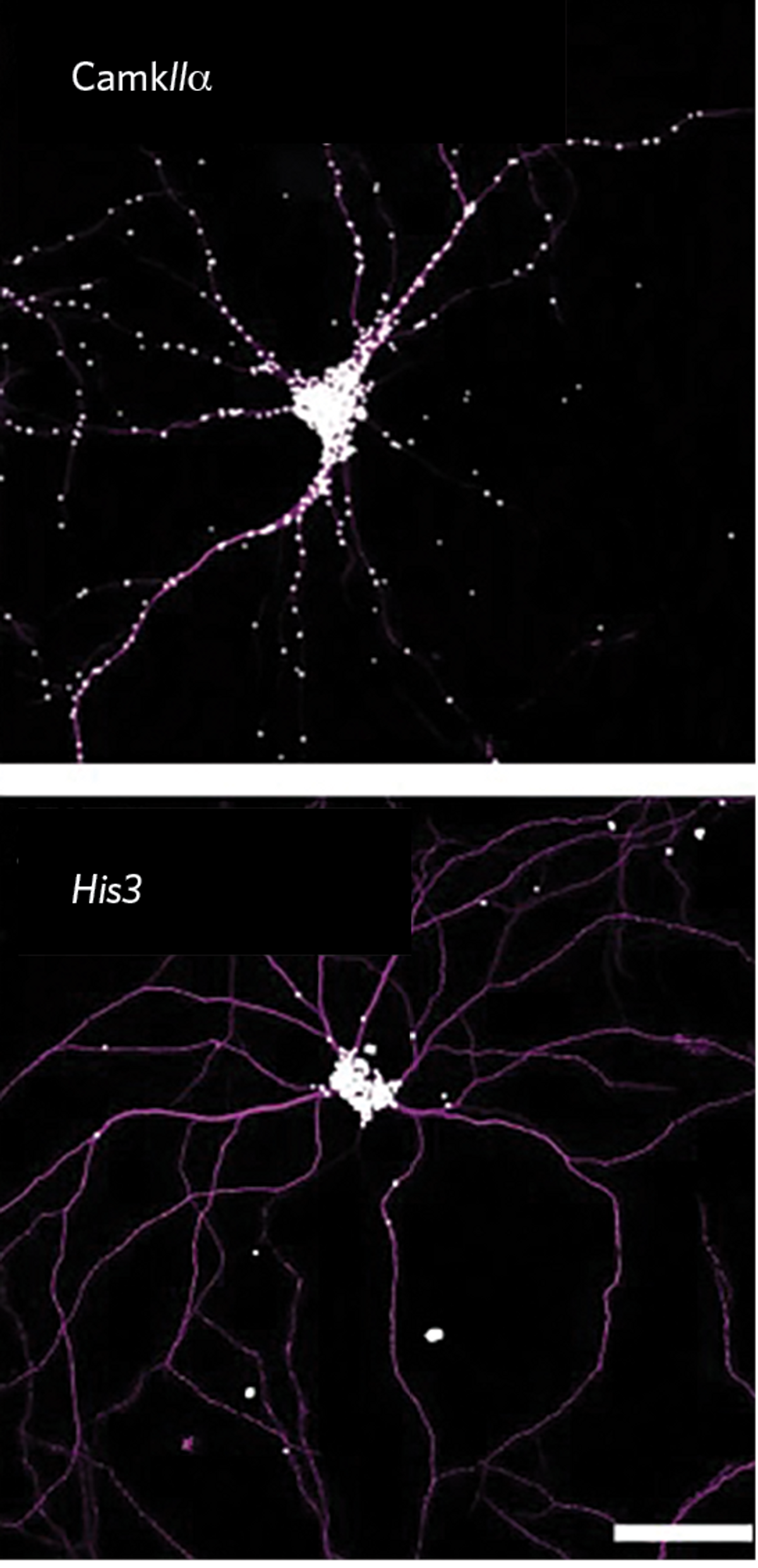 Neurons labeled in pink on a black background. White dots depict the expression patterns of two mRNAs throughout the neurons. Neurons labeled in pink on a black background. White dots depict the expression patterns of two mRNAs throughout the neurons.