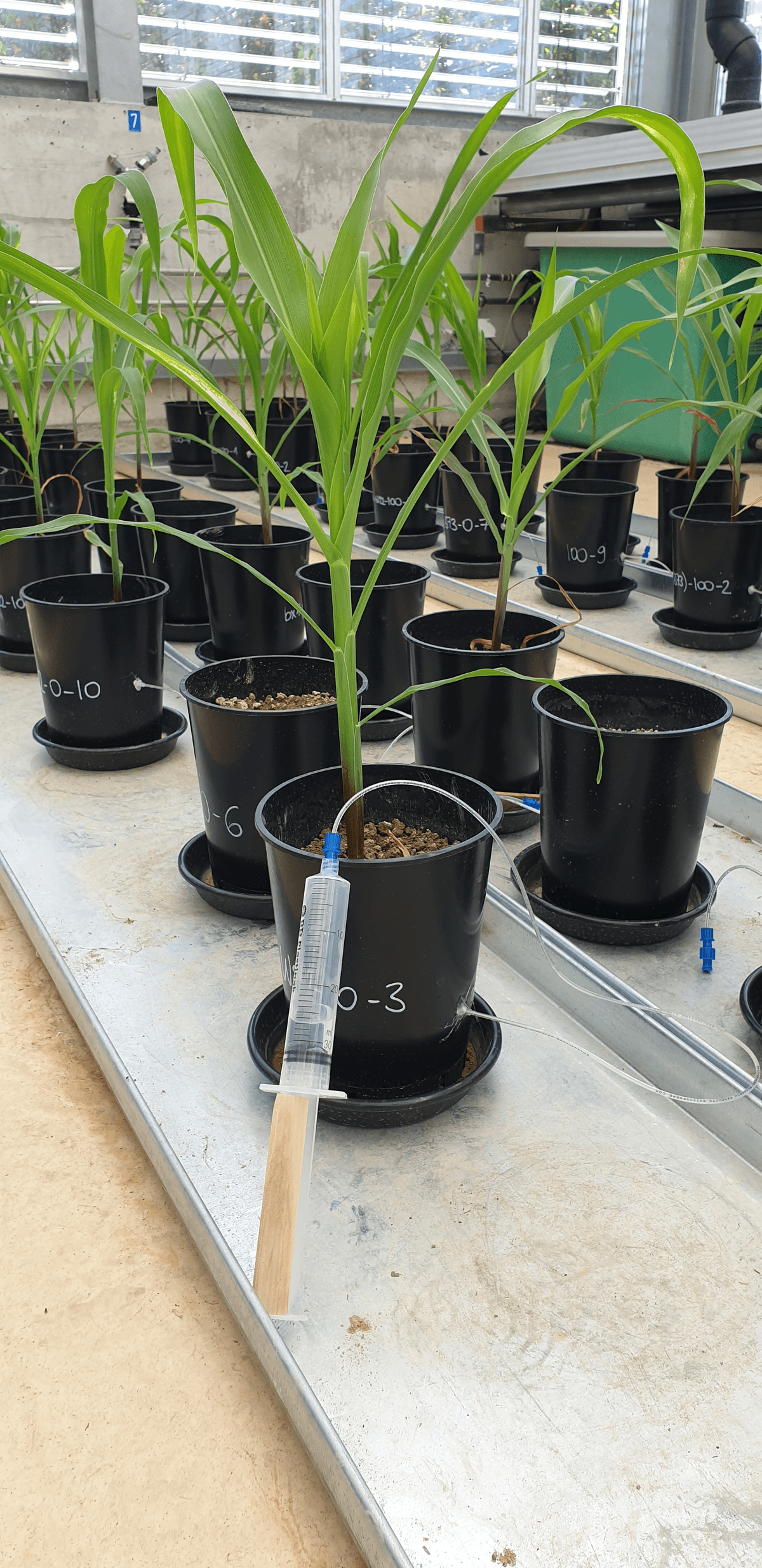 Maize plants grow in individual pots with syringes drawing water samples from the soil. Maize plants grow in individual pots with syringes drawing water samples from the soil.