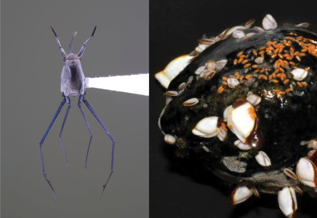 Water skaters (genus Halobates) left, and
their eggs (the orange specks glued to a piece of plastic in the image at right) Water skaters (genus Halobates) left, and
their eggs (the orange specks glued to a piece of plastic in the image at right)